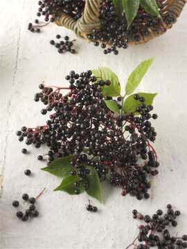 Fresh picked elderberries (Sambucus)
