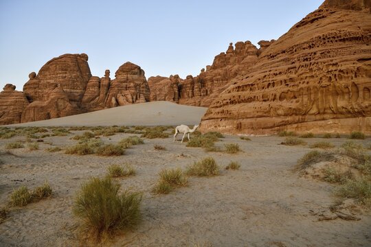 White dromedary in the Ashar Valley, near AlUla, Medina Province, Saudi Arabia, Arabian Peninsula
