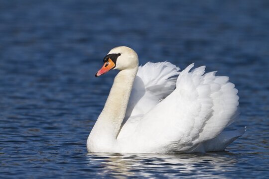 Mute Swan (Cygnus olor), male, Upper Bavaria, Bavaria, Germany, Europe