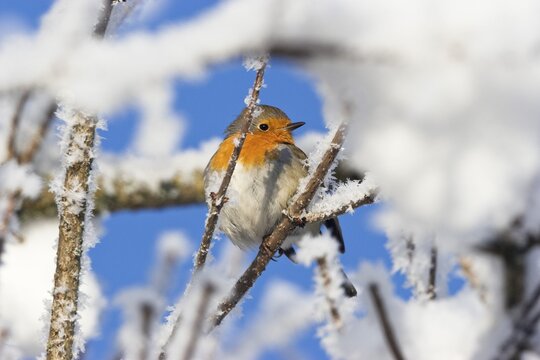 European robin in the snow (Erithacus rubecula), hoarfrost, Germany, Europe