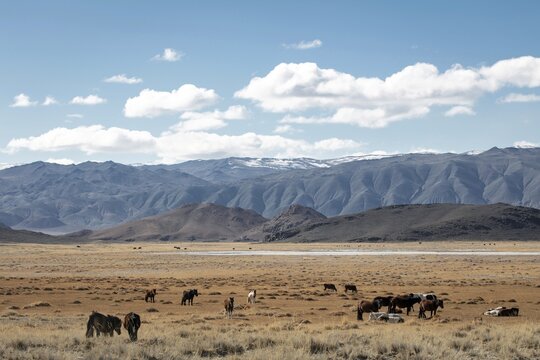 Landscape, grazing horses, nomadic settlement, Altai, Mongolia