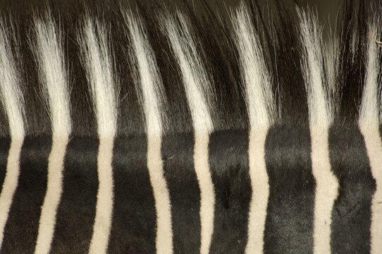 Mane, coat of zebra, grevyzebra, detail