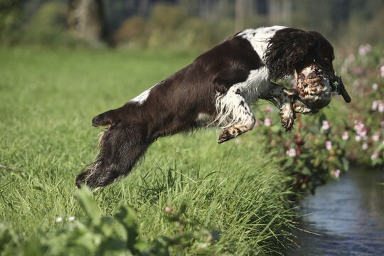 Hound, English Springer Spaniel retrieving a mallard drake