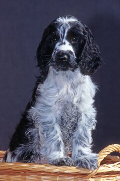Cocker Spaniel puppy, Schwaz, Tyrol, Austria, Europe