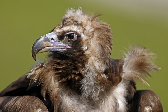 Cinereous vulture (Aegypius monachus) animal portrait, captive, Germany