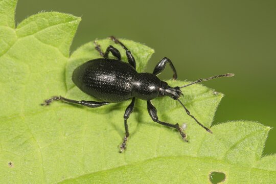 Weevil (Otiorhynchus fuscipes) on leaf, Baden-W&uuml;rttemberg, Germany