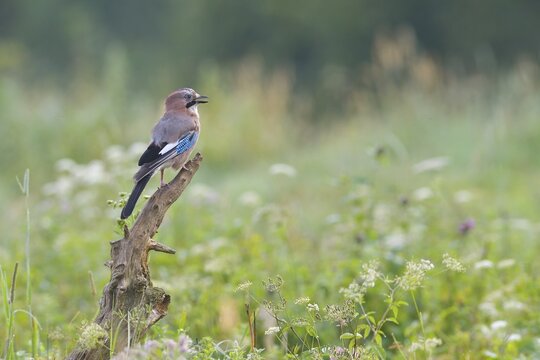 Eurasian jay (Garrulus glandarius) sits on a tree stump, Tyrol, Austria