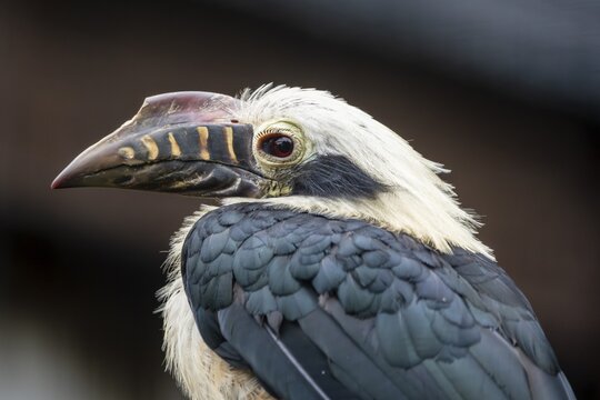 Visaya Tarictic Hornbill (Penelopides panini) Animal portrait, Germany