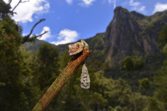 Giant Leaf-tail Gecko or Flat-tail Gecko (Uroplatus giganteus), Marojejy National Park, Madagascar
