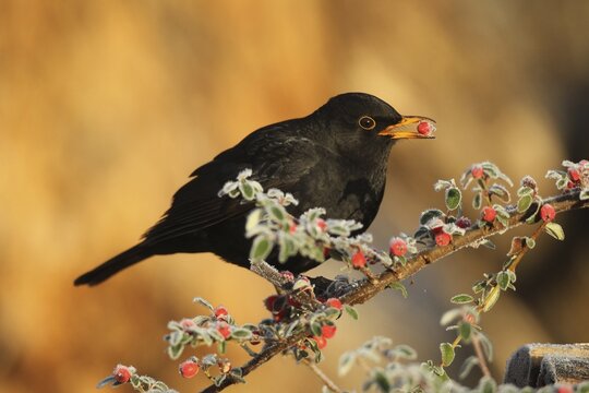 Blackbird (Turdus merula) male eats berry of firethorn (Pyracantha) Allg&auml;u, Bavaria, Germany