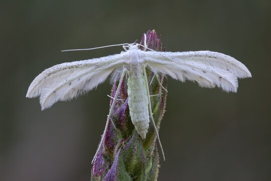 White plume moth (Pterophorus pentadactyla), Burgenland, Austria