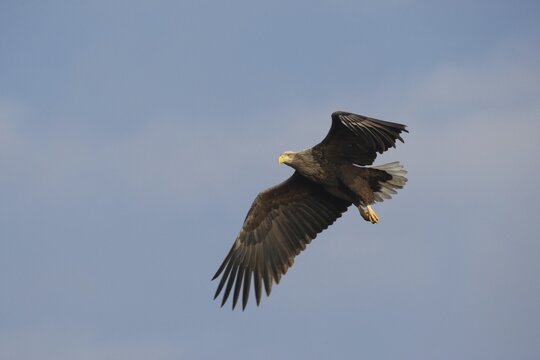 White-tailed Eagle or Sea Eagle (Haliaeetus albicilla) flying