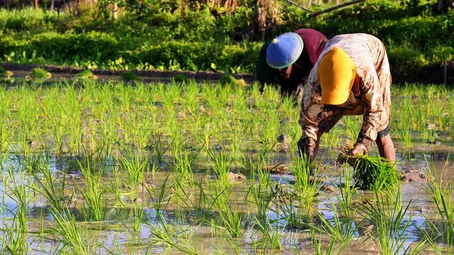 Detailed shot of worker planting young paddy stalks into muddy soil. Authentic southeast asian agriculture lifestyle stock 4k footage 