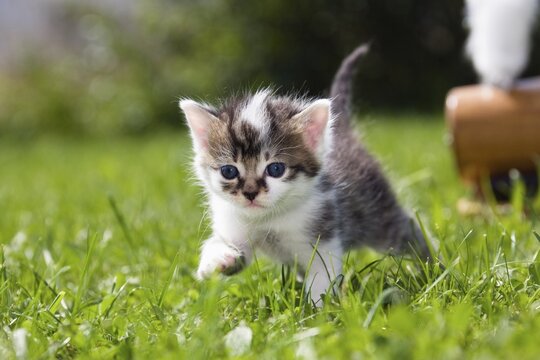 Young cat (Felis silvestris catus) running in the grass, 3 weeks, Germany
