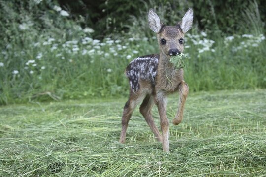 European roe deer (Capreolus capreolus) ca. 4 weeks old fawn in mown meadow, Allg&auml;u, Bavaria, Germany