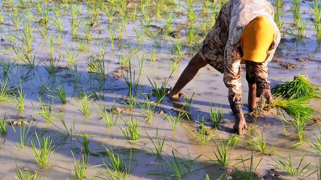Detailed shot of worker planting young paddy stalks into muddy soil. Authentic southeast asian agriculture lifestyle stock 4k footage 