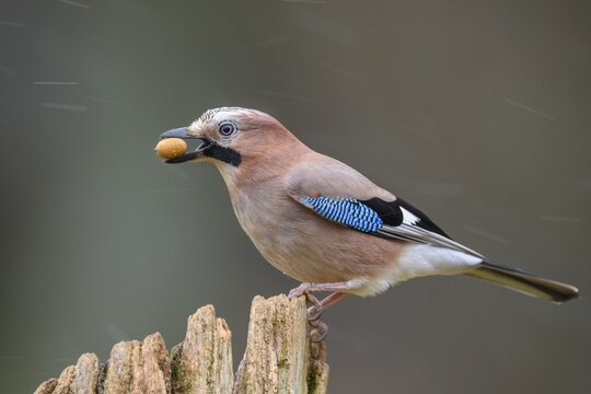 Eurasian jay (Garrulus glandarius) with acorn, winter, snow, feeding, Germany