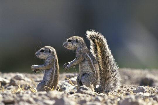 Cape Ground Squirrels (Xerus inauris), Namibia, Africa