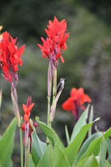 Fototapeta premium Hummingbird Perched on the Stalk of a Canna Lily with Copy Space