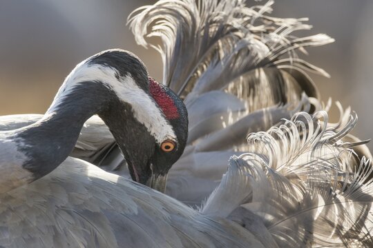 Crane (Grus grus) at the plumage care, V&auml;sterg&ouml;tland, Sweden
