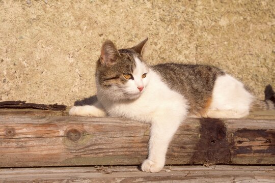 Domestic Cat (Felis silvestris f. catus)