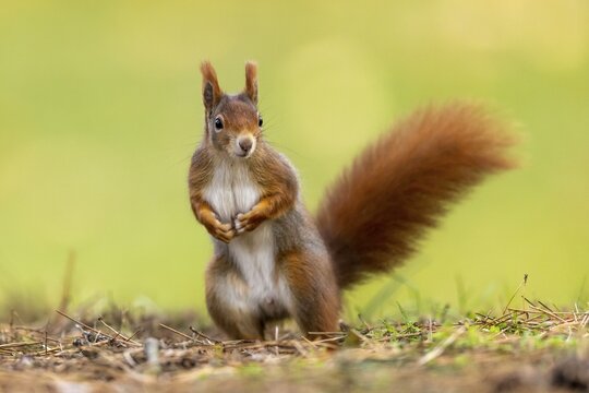 Eurasian red squirrel (Sciurus vulgaris) standing upright, Germany