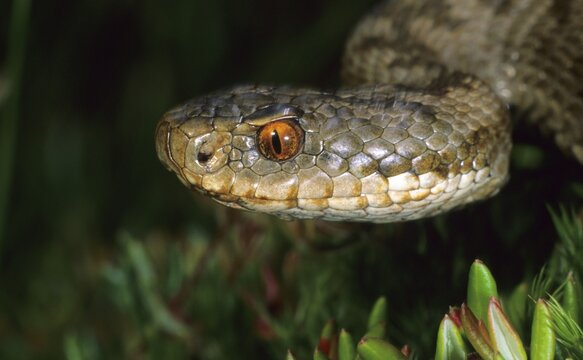 European adder (Vipera berus), female