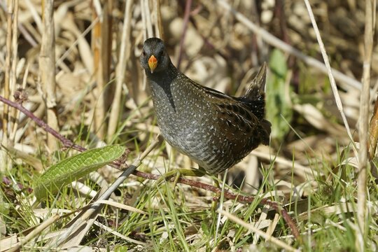 Spotted Crake (Porzana porzana) standing in the reeds, Germany