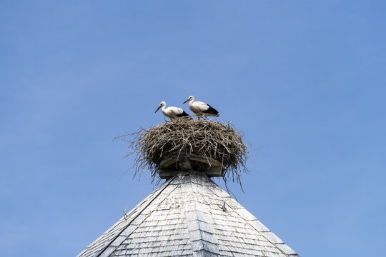Young White storks (Ciconia ciconia) in the nest on the roof of a water tower in the village R&uuml;hst&auml;dt, European stork village, Prignitz, Brandenburg, Germany