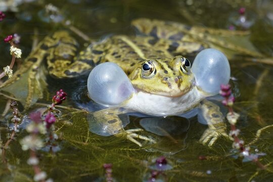 Green frog (Rana esculenta) with sound bubble, France