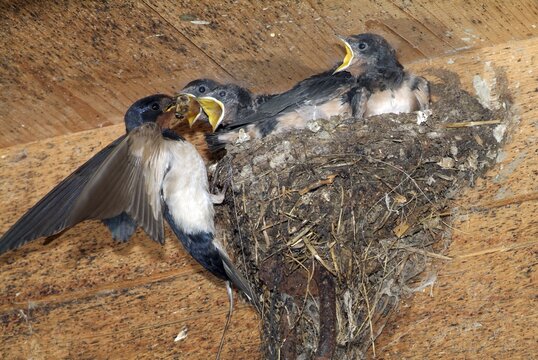 Barn Swallow (Hirundo rustica) feeding young in nest, Schwaz, Tyrol, Austria, Europe