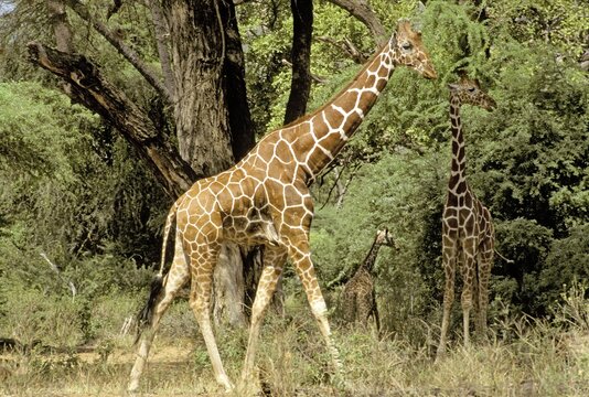 Recticulated giraffe walking between akacia Giraffa camelopardis Samburu National Park Kenya
