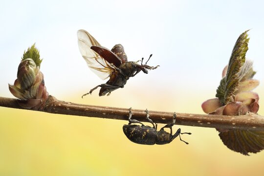 Large pine weevil (Hylobius abietis) in flight on the shoots of a hazelnut branch, Germany