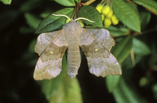 Poplar Hawk-moth (Laothoe populi)