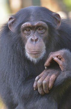 West African Chimpanzee (Pan troglodytes verus), Tacugama Chimpanzee Sanctuary, Province Western Area Tacugama, Sierra Leone