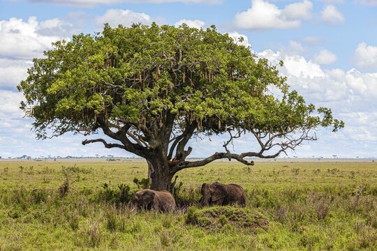 African elephants (Loxodonta africana) in the shade under a Kigelia (Kigelia africana), Serengeti National Park, Tanzania