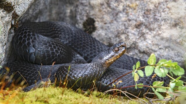 Common European viper (Vipera berus), black morphe, in defensive posture, Karwendel mountains, Tyrol, Austria