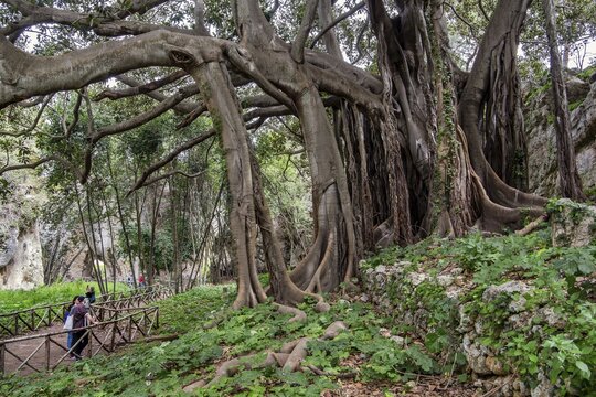 Large-leaved old fig tree with aerial roots in the Parco Archeologico della Neapolis, Syracuse, east coast, Sicily, Italy
