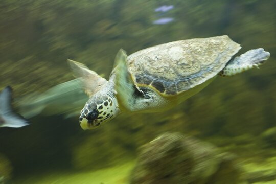 Loggerhead Sea Turtle (Caretta caretta), Italy, Mediterranean Sea, Europe