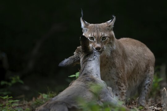 Eurasian lynx or (Lynx lynx) with captured roe deer, Saarbr&uuml;cken, Saarland, Germany