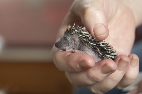 European hedgehog (Erinaceus europaeus) juvenile baby animal being held in a humans hand, Suffolk, England, United Kingdom