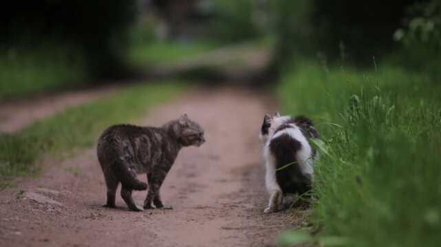 conflict between two cats in nature, aggression

