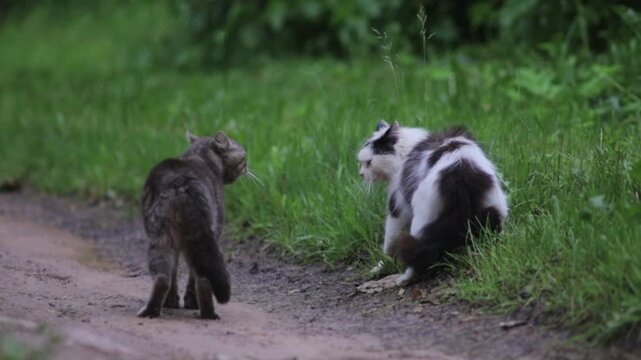 conflict between two cats in nature, aggression
