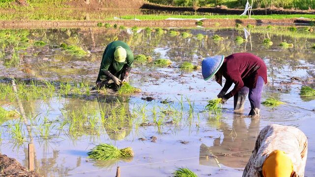 Detailed shot of worker planting young paddy stalks into muddy soil. Authentic southeast asian agriculture lifestyle stock 4k footage 