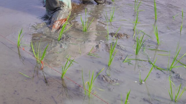 Detailed shot of worker planting young paddy stalks into muddy soil. Authentic southeast asian agriculture lifestyle stock footage