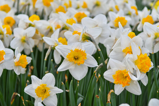 View of blooming white and yellow daffodils with green stems in a garden San Carlos de Bariloche, Rio Negro Province, Argentina.