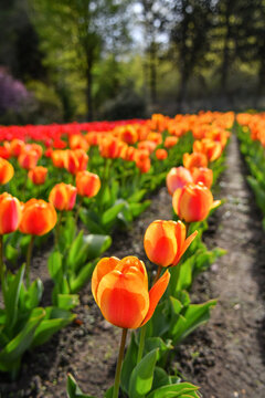 View of vibrant orange and red tulips blooming in rows at Peninsula San Pedro, San Carlos de Bariloche, Rio Negro Province, Argentina.