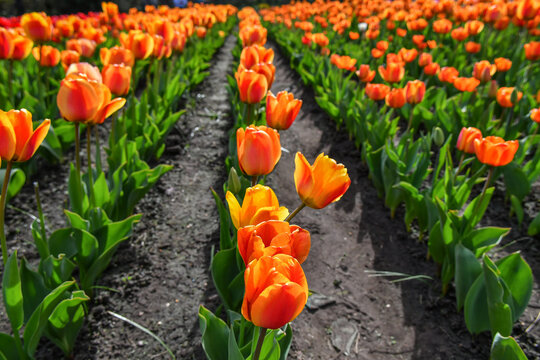 View of vibrant orange tulips blooming in neat rows at Peninsula San Pedro under bright sunlight in San Carlos de Bariloche, Rio Negro Province, Argentina.