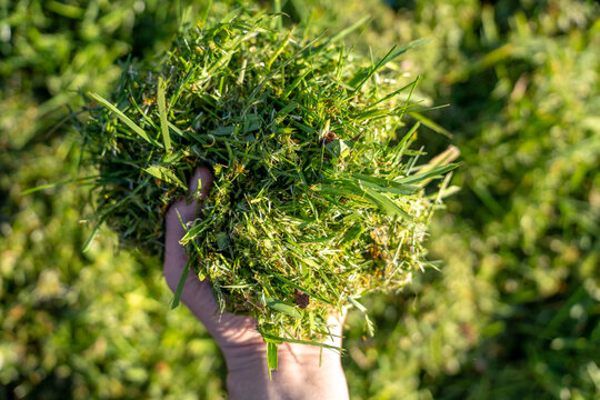 Man hand holding a large handful of freshly cut green grass clippings over a lawn during backyard composting and garden care.