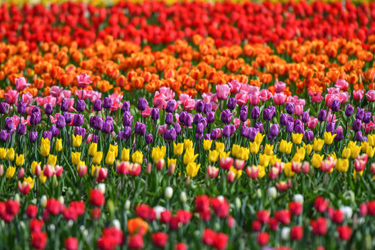 View of Peninsula San Pedro featuring vibrant rows of red, orange, pink, purple, and yellow tulips in full bloom in San Carlos de Bariloche, Rio Negro Province, Argentina.
